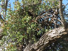 Viscum rotundifolium