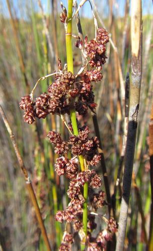 Image of Cannomois spicata by (c) douglaseustonbrown, some rights reserved (CC BY-SA)