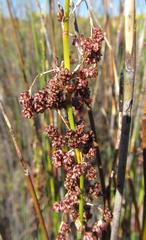 Cannomois spicata