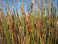 Cannomois spicata