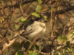 Dryoscopus cubla hamatus