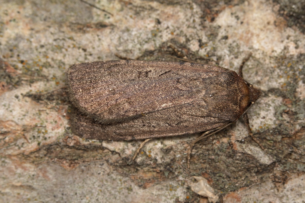 Spaelotis suecica