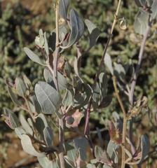 Atriplex vestita