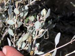 Atriplex vestita