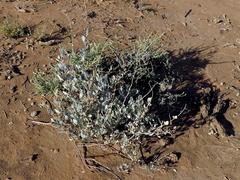 Atriplex vestita