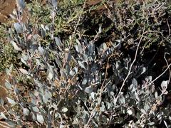 Atriplex vestita