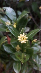 Palicourea boqueronensis