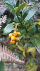 Palicourea boqueronensis