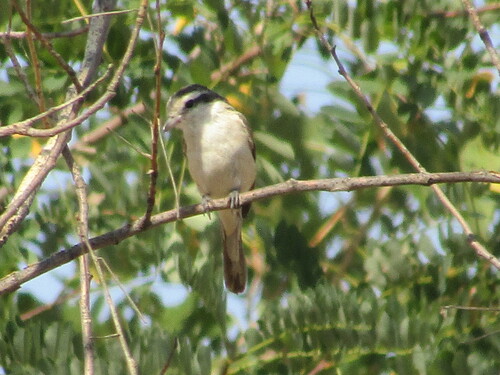 Masked Shrike (Lanius nubicus), photo 9