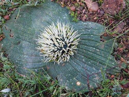 Massonia pustulata