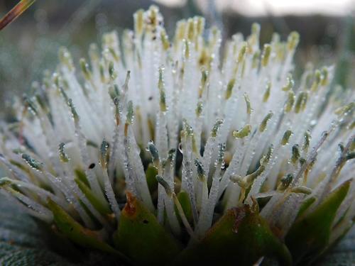 Massonia pustulata