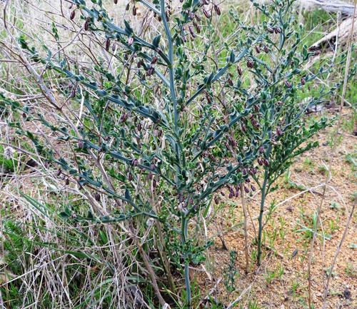 Image of Asparagus undulatus by (c) linkie, some rights reserved (CC BY)