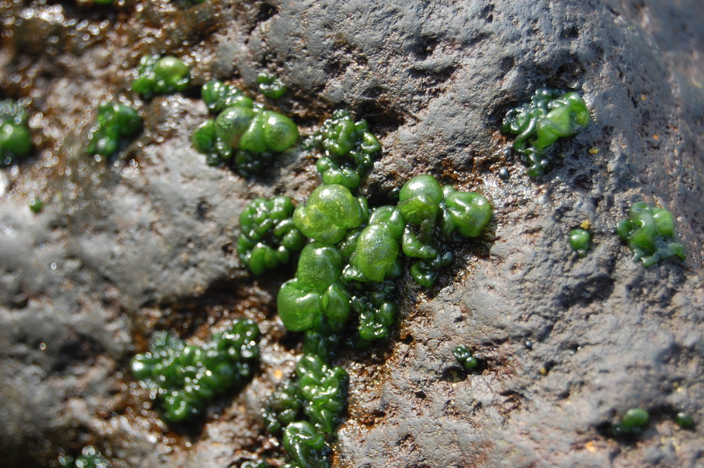 Scytonematopsis