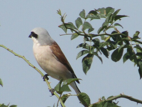 Alcaudón dorsirrojo (Lanius collurio)