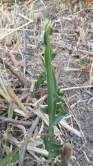 Baccharis sagittalis