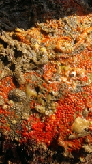 Metandrocarpa taylori