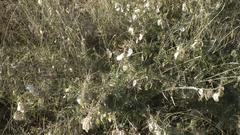 Lessertia benguellensis