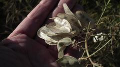 Lessertia benguellensis