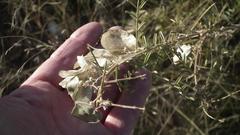 Lessertia benguellensis