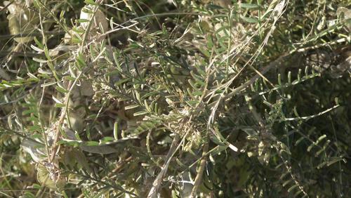Image of Lessertia benguellensis by (c) Shaun Swanepoel, some rights reserved (CC BY)