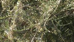 Lessertia benguellensis