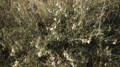 Lessertia benguellensis