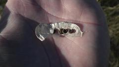 Lessertia benguellensis