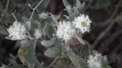 Leucosphaera bainesii