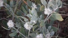 Leucosphaera bainesii