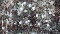 Leucosphaera bainesii