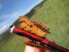 Catacroptera cloanthe cloanthe