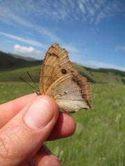 Catacroptera cloanthe cloanthe
