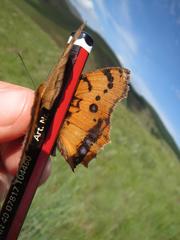 Catacroptera cloanthe cloanthe