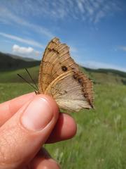 Catacroptera cloanthe cloanthe