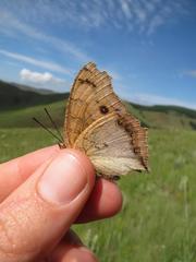 Catacroptera cloanthe cloanthe