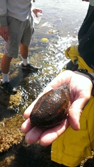 Apostichopus parvimensis