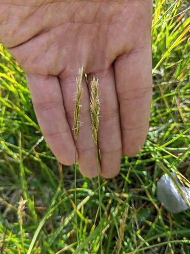 Anthoxanthum nipponicum (Anthoxanthum nipponicum)