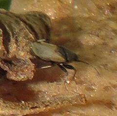 Oxycarenus