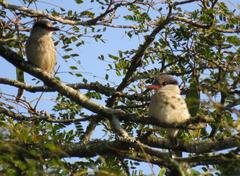 Halcyon chelicuti chelicuti