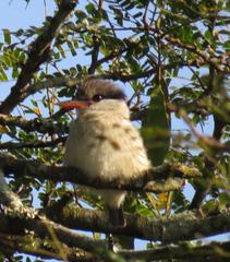 Halcyon chelicuti chelicuti