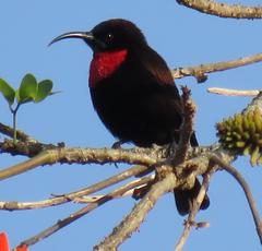 Chalcomitra senegalensis gutturalis