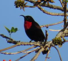 Chalcomitra senegalensis gutturalis