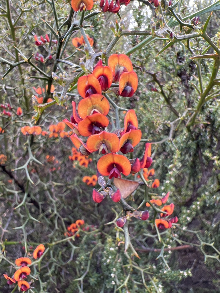 Daviesia flexuosa