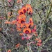 Daviesia flexuosa - Photo (c) orchidup, some rights reserved (CC BY-NC)
