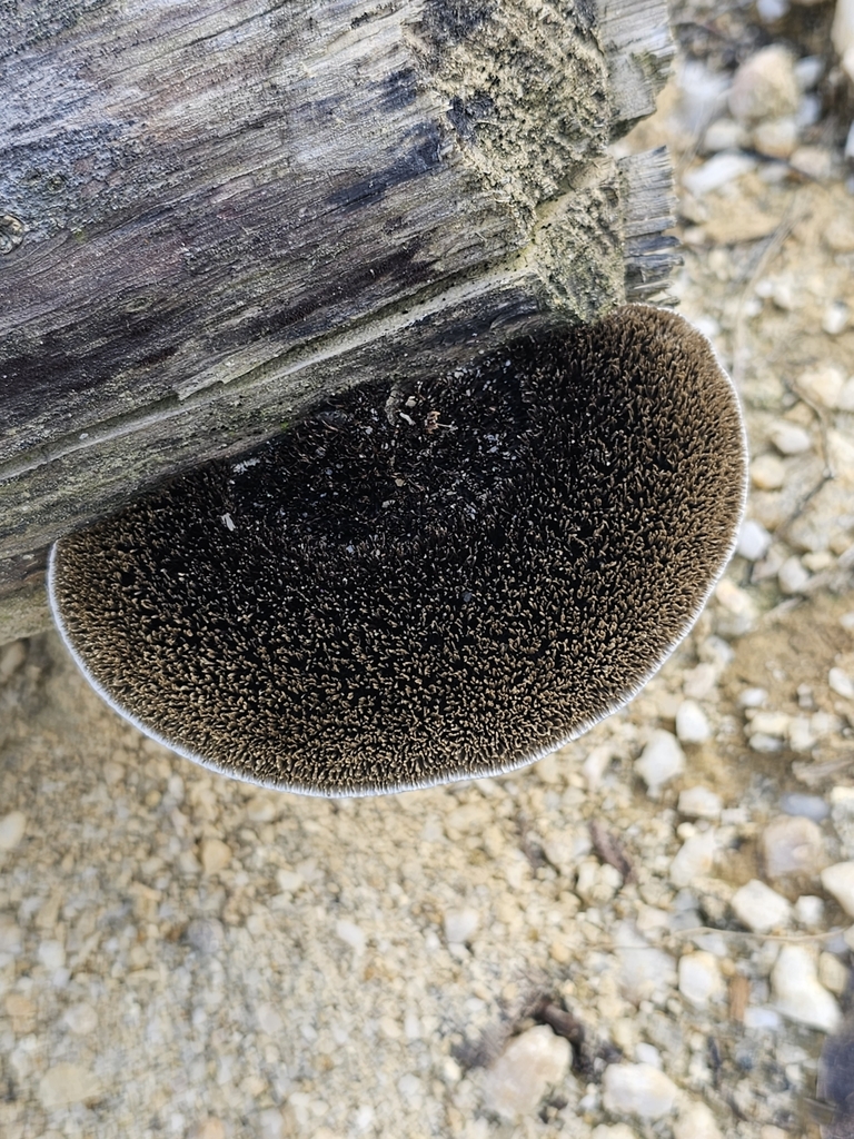Hexagonia hydnoides · August 2023 · photo: © soetjipto (iNaturalist, cc0)