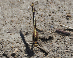 Phanogomphus exilis