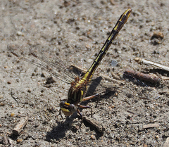 Phanogomphus exilis