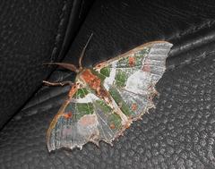 Victoria fuscithorax