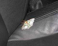 Victoria fuscithorax