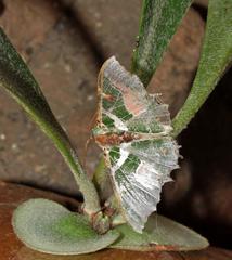 Victoria fuscithorax